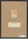 Triceratium inaequle Grev. (de-Toni-Nr.: Genus 140, Species 4010) Zeichnungen Sammlung Grunow Nr. 7481 (NHMW-BOT-W0376595)